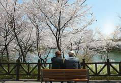 后视图两个老朋友坐着木板凳上樱桃开花公园和会说话的每一个其他