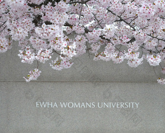 标志梨花女士大学与樱桃开花首尔南韩国梨花大学的世界最大女教育研究所