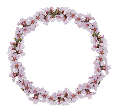 春天花框架边境装饰与樱桃开花白色背景