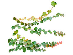 绿色叶子艾薇攀爬他来了植物孤立的白色背景与剪裁路径