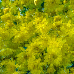 黄色的菊花开花秋天背景