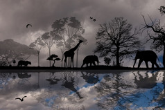 野生非洲动物轮廓美丽的的地方背景插图