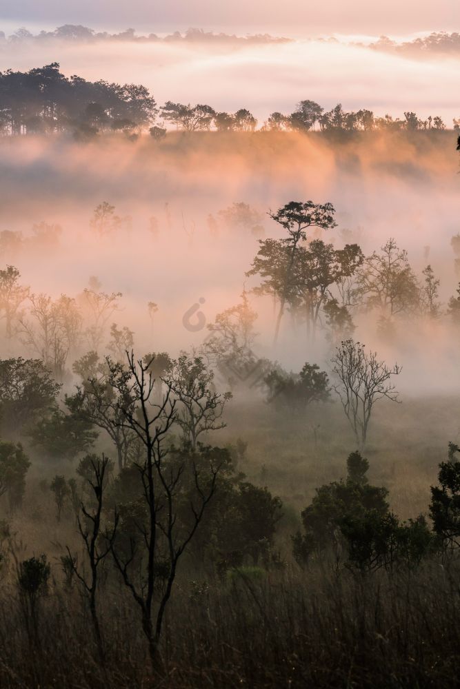 美丽的早的有雾的秋天森林早图片