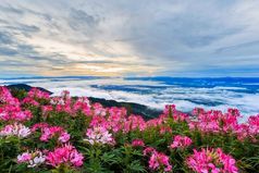 美丽的花和雾的视图山冬天景观与多雾的