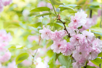樱桃开花花盛开的春天未来春天季节背景概念