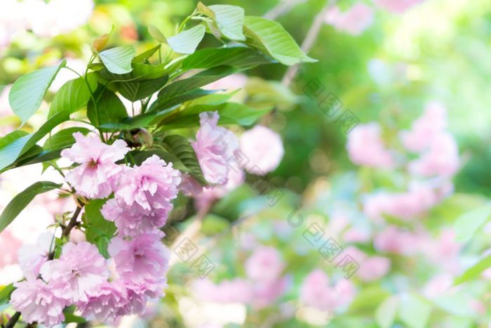 樱桃开花花盛开的春天未来春天季节背景概念