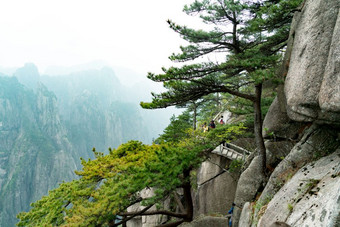 的树与山和雾背景<strong>黄山</strong>安徽中国