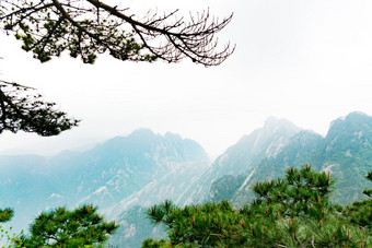 的松树与山黄山黄色的山安徽中国