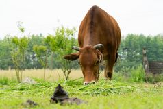 的棕色（的）牛放牧的草的场与牛肥料