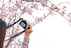 美丽的樱桃开花樱花春天时间女人手持有数码单反相机相机