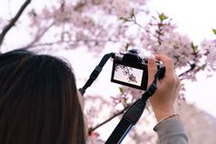 美丽的樱桃开花樱花春天时间女人手持有数码单反相机相机