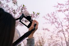 美丽的樱桃开花樱花春天时间女人手持有数码单反相机相机