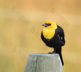 yellow-headed黑鸟栖息栅栏帖子与棕色（的）背景