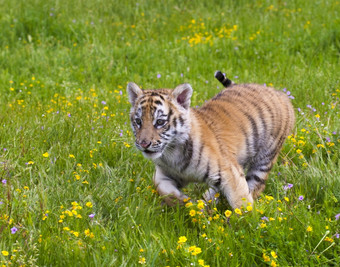 黑龙江西伯利亚老虎小猫玩和运行黄色的和绿色花