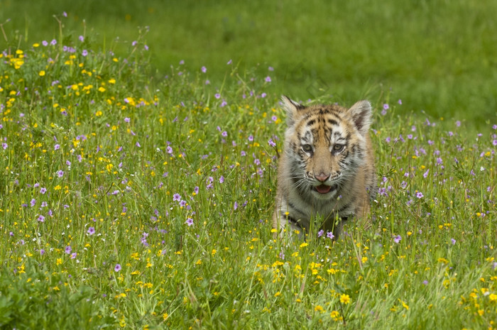 黑龙江西伯利亚老虎小猫玩黄色的和绿色花
