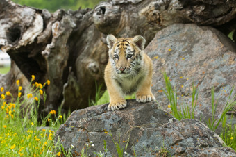 黑龙江西伯利亚老虎小猫攀爬岩石与黄色的和绿色花