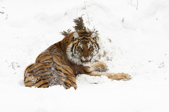黑龙江西伯利亚老虎愤怒的深雪后