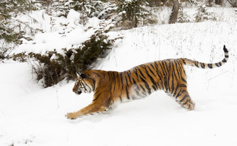 黑龙江西伯利亚老虎运行深雪