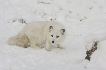 北极狐狸狩猎为食物雪山与扩展爪子