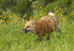 红色的狐狸运行绿色草和黄色的花春天