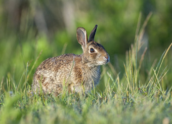 东部棉尾兔兔子深草附近森林