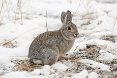 山棉尾兔兔子雪与死草