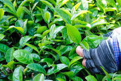 农民手挑选新鲜的绿色茶巴德茶种植园农业自然背景