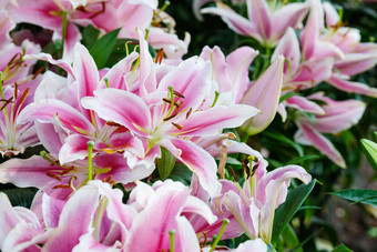 花自然背景开花粉红色的礼来公司花春天季节