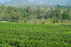新鲜的绿色茶巴德和叶子茶种植园场自然背景