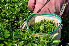 绿色茶巴德叶子篮子而农民收获茶种植园自然背景