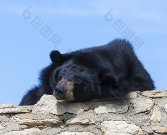 喜玛拉雅熊的喜玛拉雅熊的Safari公园法国