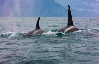 的一对瞬态杀手鲸鱼旅行通过的水域阿瓦查湾堪察加半岛的一对瞬态杀手鲸鱼旅行通过的水域