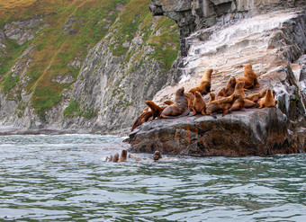 的历年海狮子eumetopiasjubatus岩石堪察加半岛半岛历年海狮子岩石堪察加半岛半岛