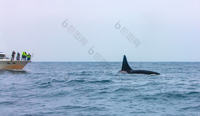 的旅游看杀手鲸鱼潜水堪察加半岛