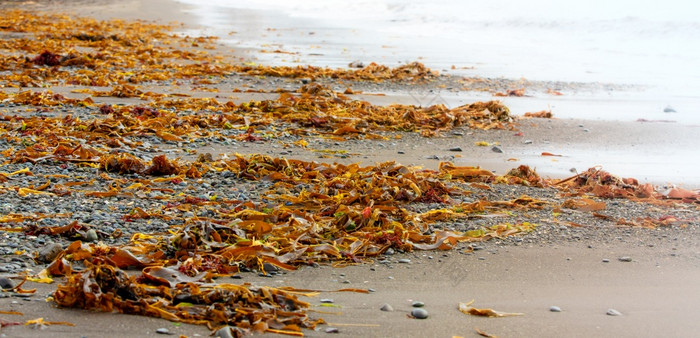 的海藻洗海岸的太平洋海洋海藻洗海岸的太平洋海洋