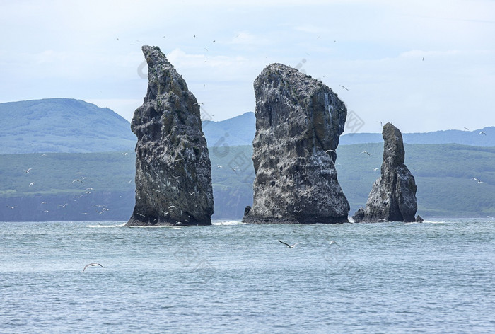 海鸥飞行附近岩石太平洋海洋海鸥飞行附近岩石太平洋海洋堪察加半岛