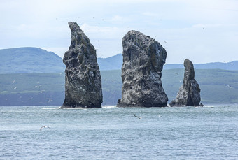 海鸥飞行附近岩石太平洋海洋海鸥飞行附近岩石太平洋海洋堪察加半岛