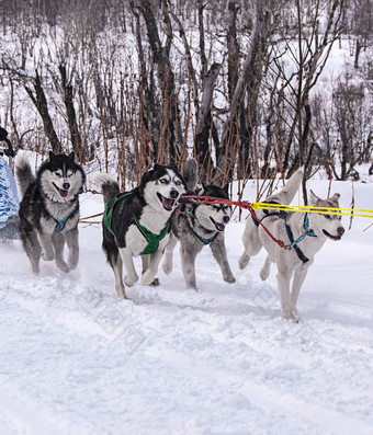 的狗利用拉雪橇比赛冬天的狗利用拉雪橇比赛