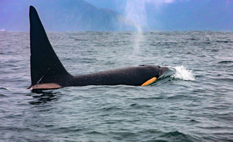 的杀手鲸鱼堪察加半岛与的好以上水杀手鲸鱼堪察加半岛与的好以上水
