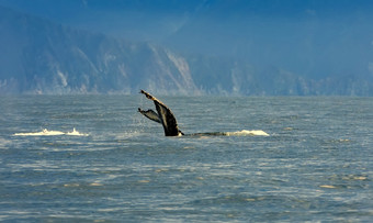 的座头鲸鲸鱼游泳的太平洋海洋尾巴的鲸鱼潜水