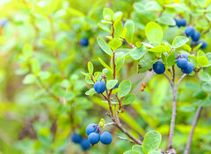 的新鲜的有机蓝莓的布什关闭新鲜的有机蓝莓的布什关闭