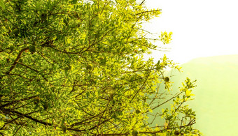 的生石榴树的背景的阳光明媚的天空生石榴树的背景的阳光明媚的天空