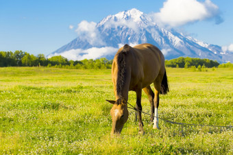 堪察加半岛美丽的马<strong>啃</strong>食绿色草地的秋天背景阿瓦查火山美丽的马<strong>啃</strong>食绿色草地的秋天