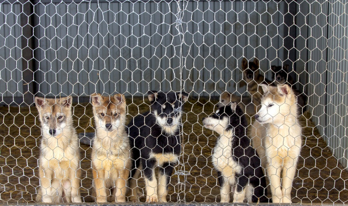 沙哑的小狗的狗养犬沙哑的小狗的笼子里的狗养犬