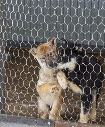 沙哑的小狗的狗养犬沙哑的小狗的笼子里的狗养犬