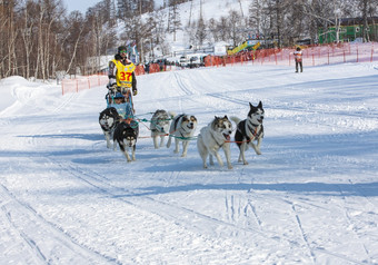 它村堪察加半岛俄罗斯3月运行狗雪橇团队堪察加半岛育空堪察加半岛雪橇狗赛车beringia俄罗斯远东堪察加半岛地区比斯特林斯基地区运行狗雪橇团队堪察加半岛育空