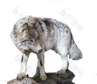 灰色的狼犬红斑狼疮孤立的白色背景的灰色的狼犬红斑狼疮孤立的白色背景