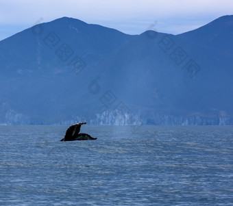 的美丽的海景与鲸鱼尾巴选择焦点美丽的海景与鲸鱼尾巴