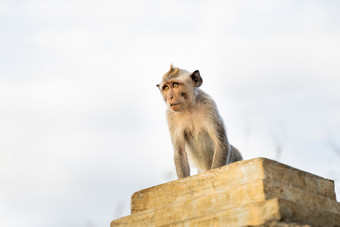 图像小猴子坐着的岩石