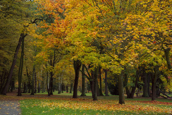 秋天公园与树和叶子照片美丽的<strong>图片背景</strong>壁纸